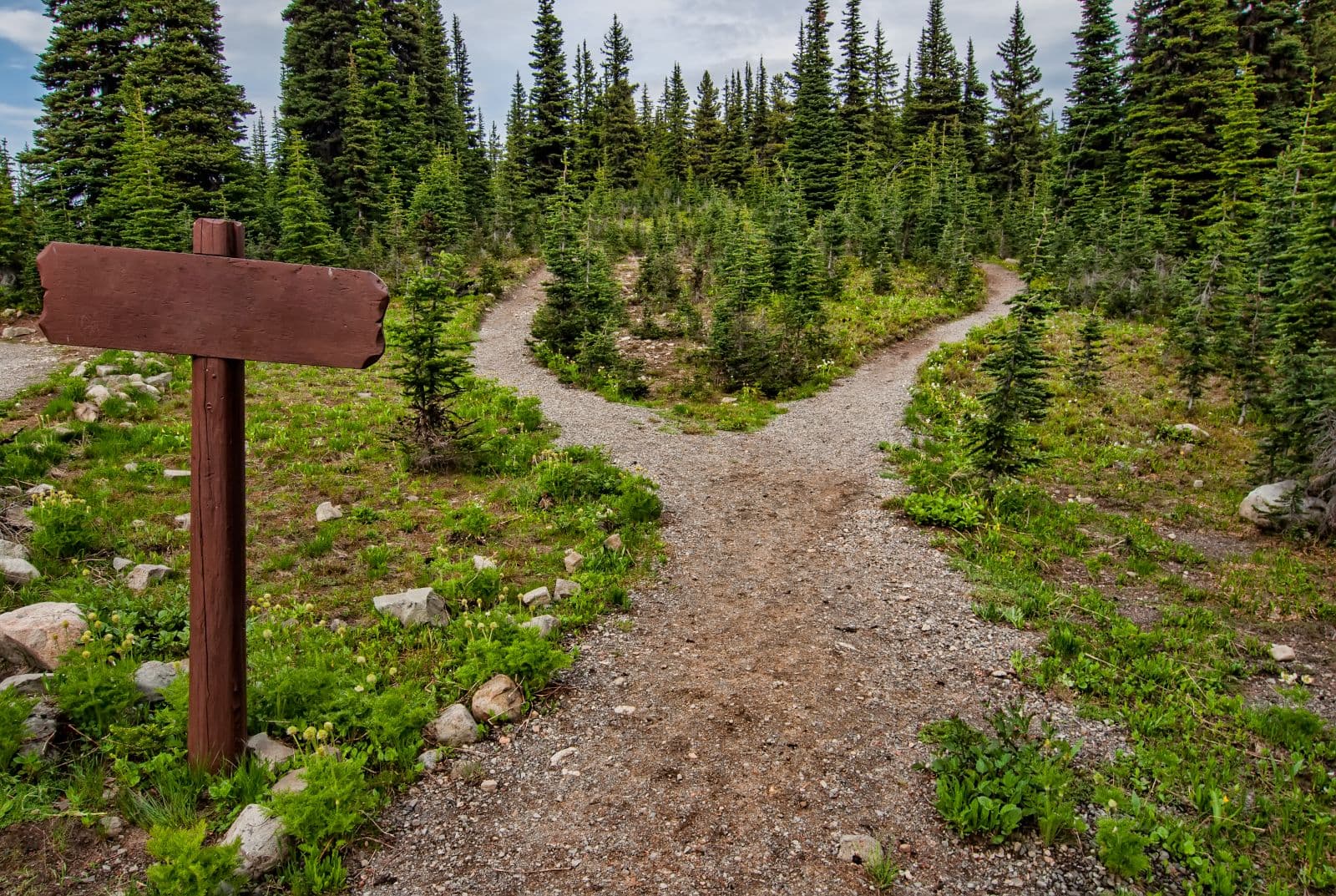 Gravel forest trail splitting into two branches beside a blank wooden signpost among conifers
